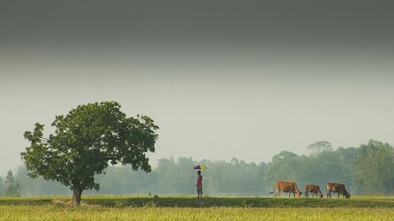 नेहा बरसल / धीरेन्द्र बहादुर ‘चाँद’