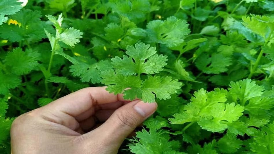 धनिया/ कनक किशोर 